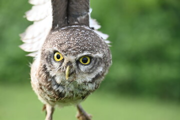 Spotted owlet or Athene brama owlet. It is a small owl which breeds in tropical Asia from Southeast Asia. This is a roost in small groups in the hollows of trees or in cavities in rocks and buildings.