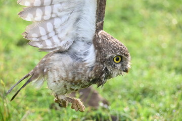 Spotted owlet or Athene brama owlet. It is a small owl which breeds in tropical Asia from Southeast Asia. This is a roost in small groups in the hollows of trees or in cavities in rocks and buildings.
