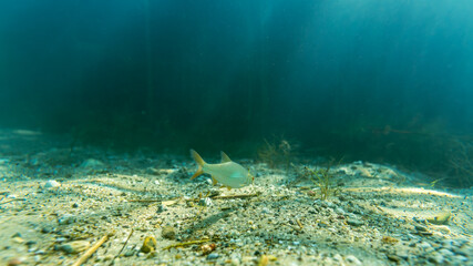 Rotauge in einem klaren See