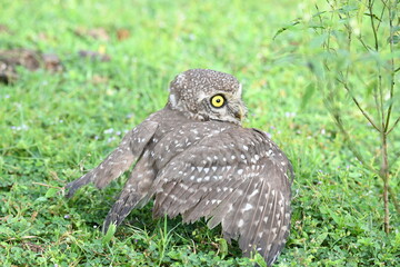 Spotted owlet or Athene brama owlet. It is a small owl which breeds in tropical Asia from Southeast Asia. This is a roost in small groups in the hollows of trees or in cavities in rocks and buildings.