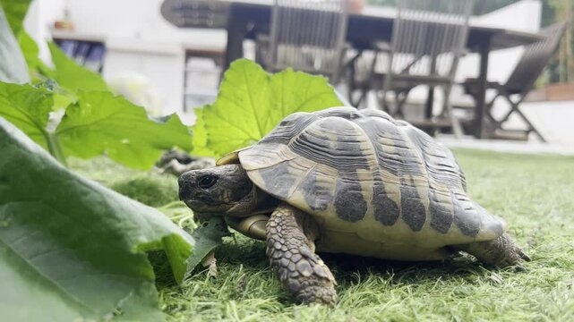 Tortuga terrestre comiendo hojas verdes en un entorno natural