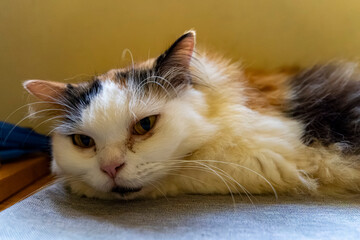 Relaxed Fluffy Cat Lying Indoors in Soft Natural Light