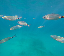 School of fish swimming in the sea. Underwater shot of white seabreams. Saddled seabream, Oblada melanura.