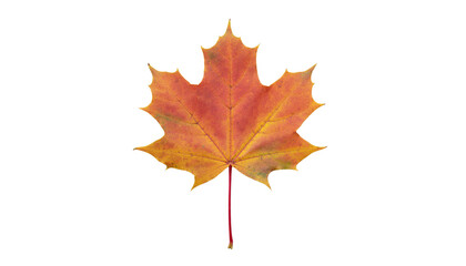 Fototapeta premium Vibrant orange and yellow maple leaf, red stem, cut out on transparent background