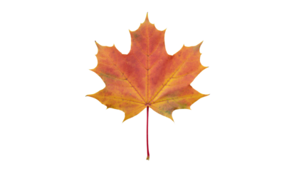 Vibrant orange and yellow maple leaf, red stem, cut out on transparent background