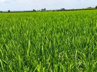 Beautiful Green Paddy Field Landscape in Sekinchan Selangor Malaysia. The vibrant rice plants sway gently under the open sky, creating a peaceful and refreshing rural scene.
