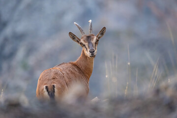 animals ,castle,willage
