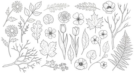 Elegant hand-drawn botanical elements collection featuring delicate flowers, diverse leaves, and intricate branches, perfect for nature-inspired design projects and decorative accents