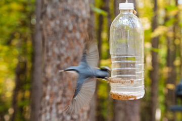 An absolutely captivating moment featuring a bird expertly soaring through the air, gracefully navigating near a feeder, surrounded by the vibrant backdrop of nature and the great outdoors