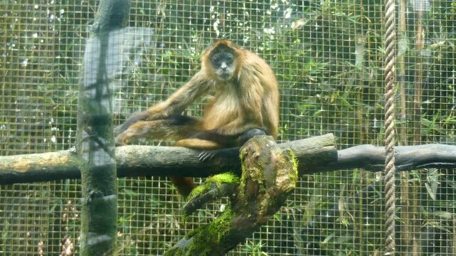 Costa Rica La Paz Waterfall Gardens A view of a spider monkey on a limb in a cage
