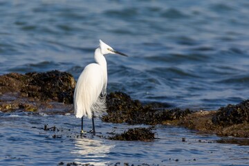Une aigrette garzette dans le vent 