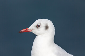 Gros plan sur la tête d'une mouette 