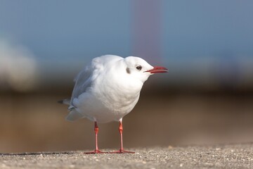 Naklejka premium Une mouette rieuse au soleil