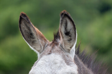 Les grandes oreilles d'un ane 