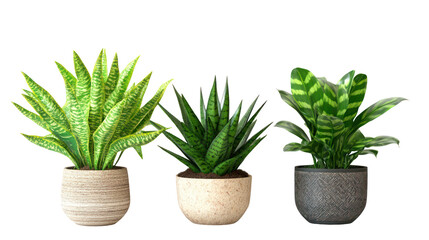 Sets of aloe vera plants rubber plants and calathea plants side by side on transparent background