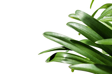 Green leaves on a white background on one side of the frame. Natural and botanical design.