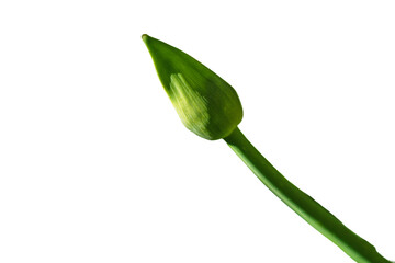 Green leaves on a white background on one side of the frame. Natural and botanical design.