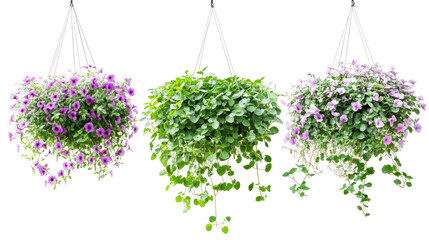 Sets of bacopa hanging plants geranium hanging plants and petunia hanging plants side by side on transparent background
