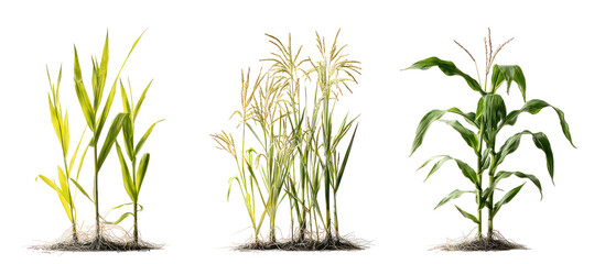 Sets of barley plants millet plants and corn plants side by side on transparent background © Al-Mamun