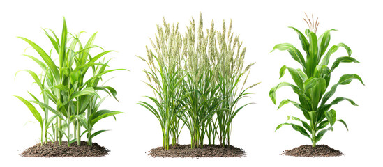 Three corn plants in different growth stages isolated on transparent background