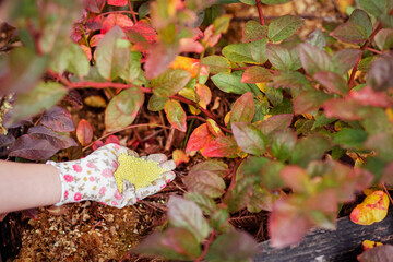 Blueberry Soil Acidity Fix. Sulfur Granules for Soil Acidic of Blueberries Plant Bush.