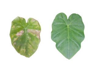 Two elephant ear taro leaves isolated transparent, one healthy one damaged