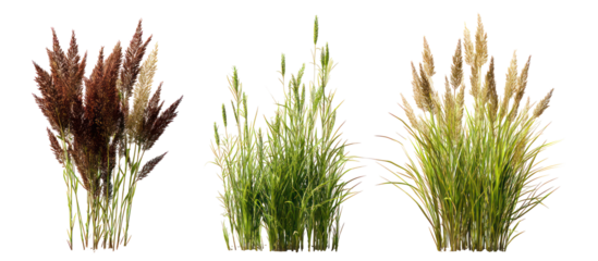 Sets of brome grass centipede grass and velvet grass side by side on transparent background