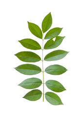 Green compound leaf isolated on transparent background cutout