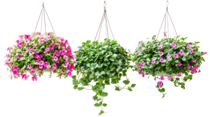 Sets of calibrachoa hanging plants bacopa hanging plants and lobelia hanging plants side by side on transparent background