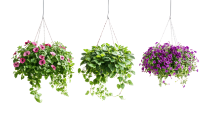 Sets of calibrachoa hanging plants bacopa hanging plants and lobelia hanging plants side by side on transparent background