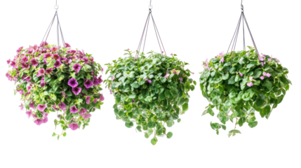 Sets of calibrachoa hanging plants bacopa hanging plants and lobelia hanging plants side by side on transparent background