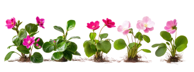 Sets of camellia plants cyclamen plants and winter aconite plants side by side on transparent background