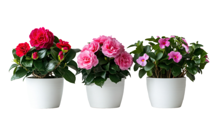 Sets of camellia plants pansy plants and cyclamen plants side by side on transparent background