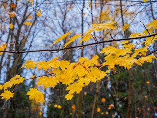 fading maple leaf on a tree in autumn 