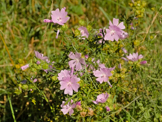  Sunny pink flowers of musk mallow - Malva moschata 