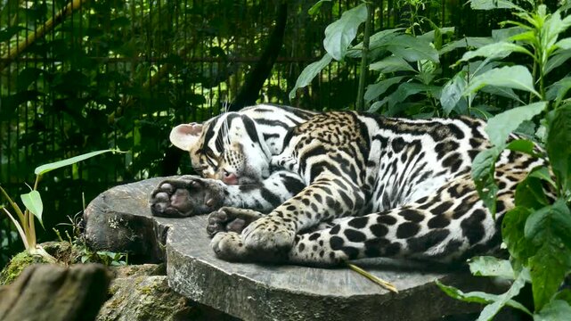 Costa Rica La Paz Waterfall Gardens This is a zoom in on an incredibly sleeping ocelot