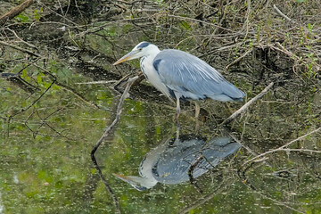 Grey heron standing in a pool with reflection in the water in Bourgoyen nature reserve, Ghent, Belgium - Ardea cinerea 