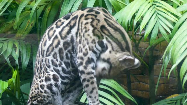Costa Rica La Paz Waterfall Gardens This is an ocelot cat cleaning itself like a common house cat