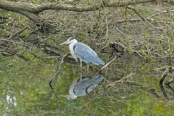 Grey heron standing in a pool with reflection in the water in Bourgoyen nature reserve, Ghent, Belgium - Ardea cinerea 