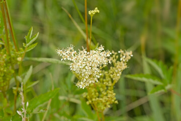 White meadowsweet flowers, selective focus with green bokeh background - Filipendula ulmaria 