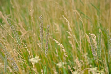 Yellow flowers of yorkshire fog grass - Holcus lanatus