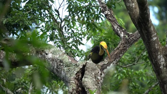 The wildlife of the great hornbill