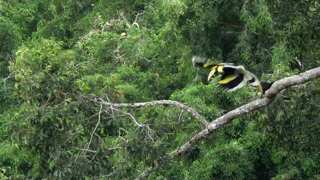 The wildlife of the great hornbill