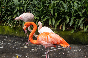Monte Palace in Madeira is a stunning tropical garden and museum in Funchal, featuring exotic...