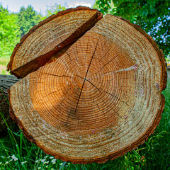 Stirnseite eines Holzstamm mit gro&szlig;em Riss, Jahresringe mit Fr&uuml;h- und Sp&auml;tholz
