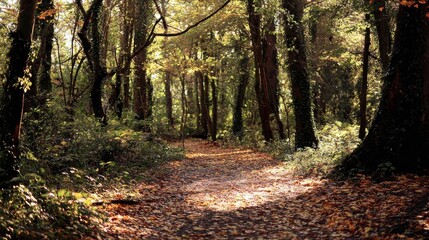 Obraz premium narrow. Narrow forest path with autumn leaves and dappled sunlight. representing seasonal cycles and harvest abundance, travel magazines, designed for travel destination branding.