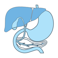 Digestive System Anatomy