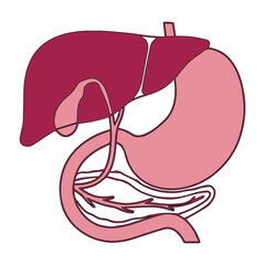 Human Organ System