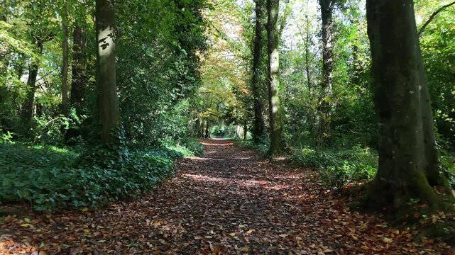 Beautiful 4K drone footage showing a peaceful forest path surrounded by green trees and soft sunlight filtering through the leaves. A calm and natural landscape perfect for projects about nature, rela