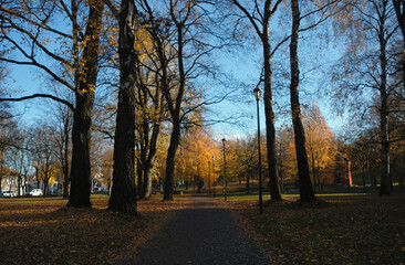 Naklejka premium park with yellow trees in late October, seen on a bright sunny day